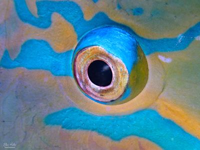 Parrotfish Eye