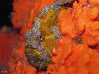 Ornage Frogfish