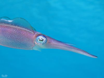 Caribbean Reef Squid