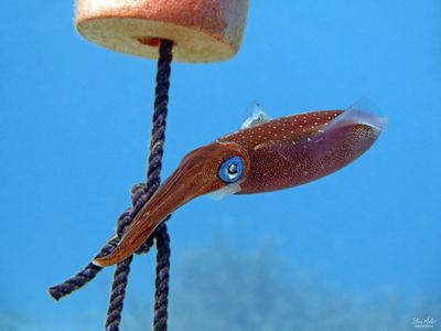 Caribbean Reef Squid