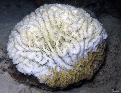 coral disease