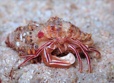 Candy Striped Hermit Crab, Pylopaguropsis mollymullerae 