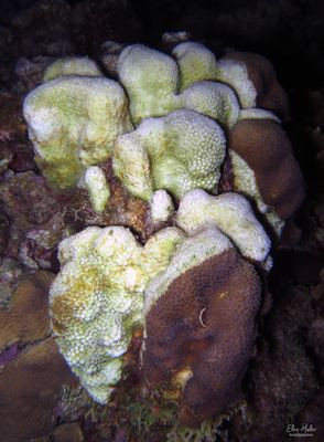 Coral Disease