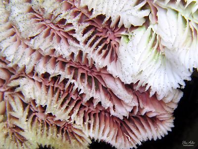 Coral Disease