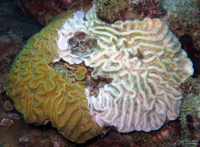 Brain Coral