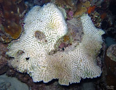 Maze Coral 