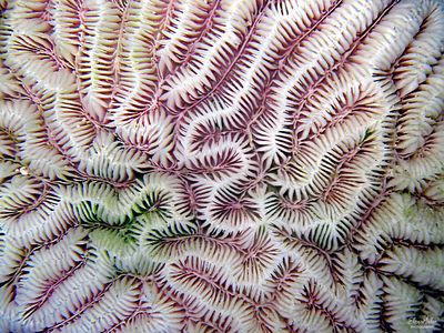 Maze Coral