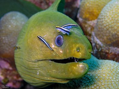 Moray & Cleaner Gobies