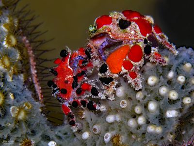 Cryptic Teardrop Crabs