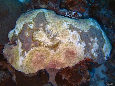 Huge Brain Coral