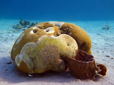 Brain Coral