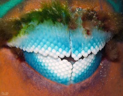 Parrotfish Teeth