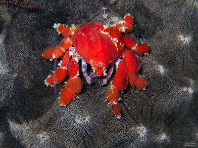 Teardrop Crab