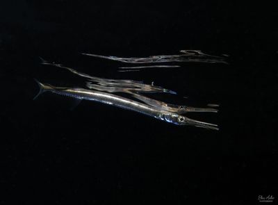 Juvenile Houndfish