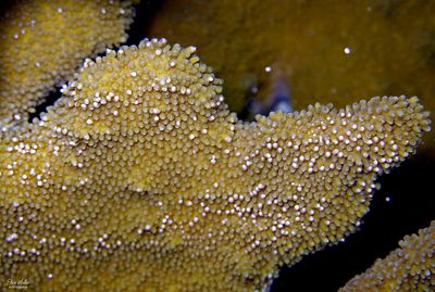 Elkhorn Coral Spawning