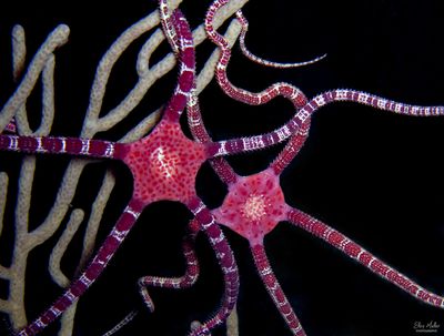 Brittle Star Pair