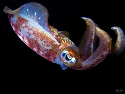 Reef Squid