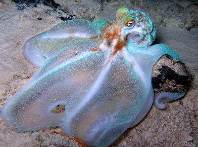 Octopus briareus