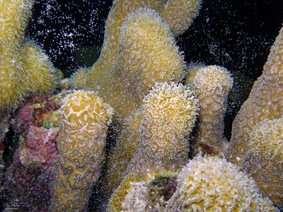 Pillar Coral Spawning