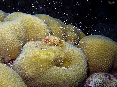 Lobed Star Coral Spawning