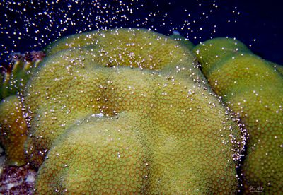 Lobed Star Coral Spawning