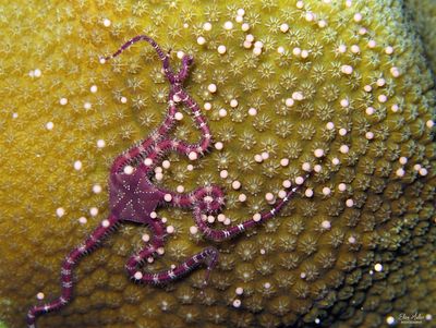 Antilles Brittle Star & Coral Eggs