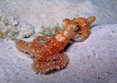 White-spotted Octopus