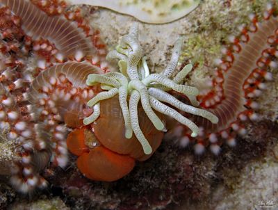 Fireworms attacking Anemone