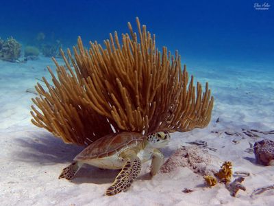 Green Sea Turtle