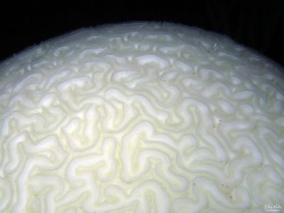 Brain Coral Bleaching