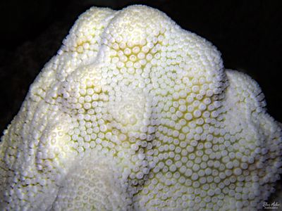 Star Coral Bleaching