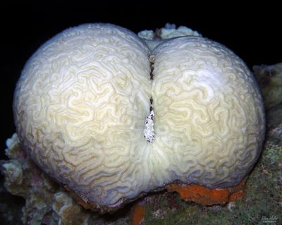 Brain Coral Bleaching