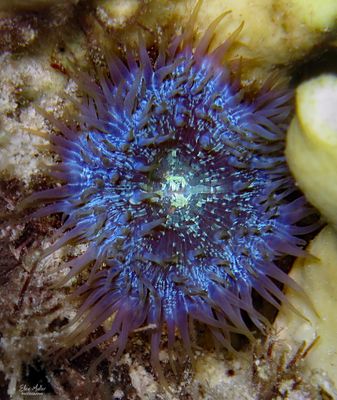 Bellactis Anemone