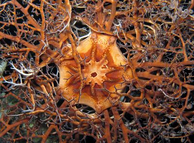 Basket Star