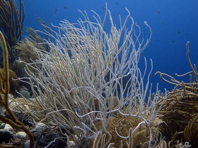 Coral Bleaching 2023