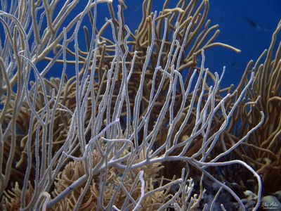 Coral Bleaching 2023
