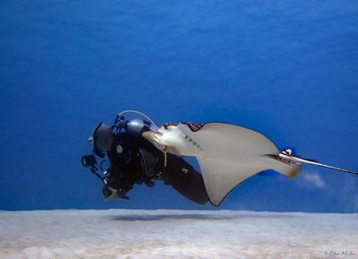 Eagle Ray Fun