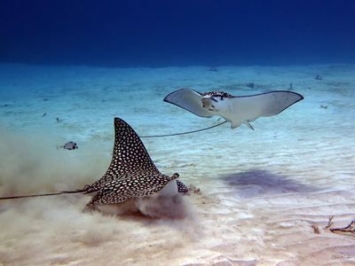 Two Eagle Rays