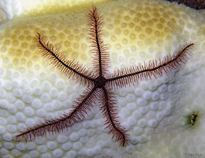 Brittle Star on Bleached Coral