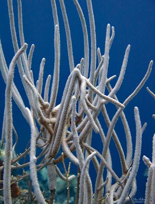 Coral Bleaching 2023