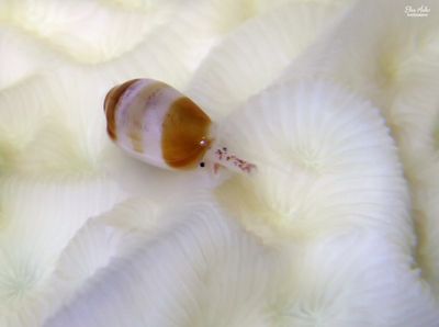 Tiny Mollusk on Bleached Coral