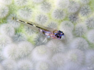 Peppermint Goby on Bleached Coral