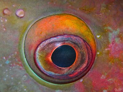 Spanish Hogfish Eye