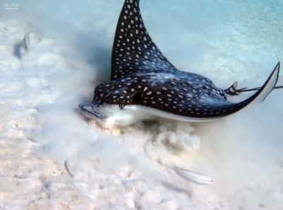 Eagle Ray