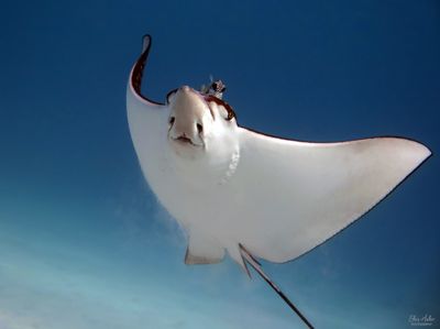 Eagle Ray