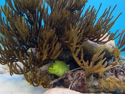 Green Moray at Cleaning Station