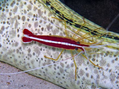 Purplemouth & Scarlet Cleaner Shrimp