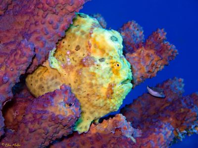 Easter Frogfish