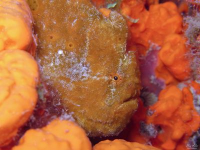 Male Frogfish