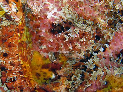 Scorpionfish Detail